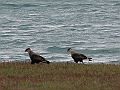 Patagonie 171